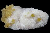 Yellow Calcite On Scolecite (Zeolite) Sprays - Maharashtra, India #168712-1